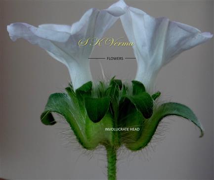  Involucre with 2 flowers